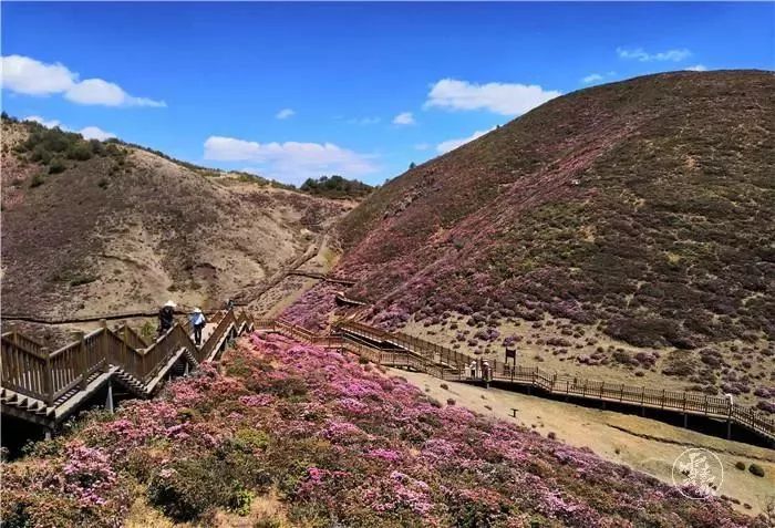 4000亩杜鹃花海盛放禄劝马鹿塘乡人气爆棚