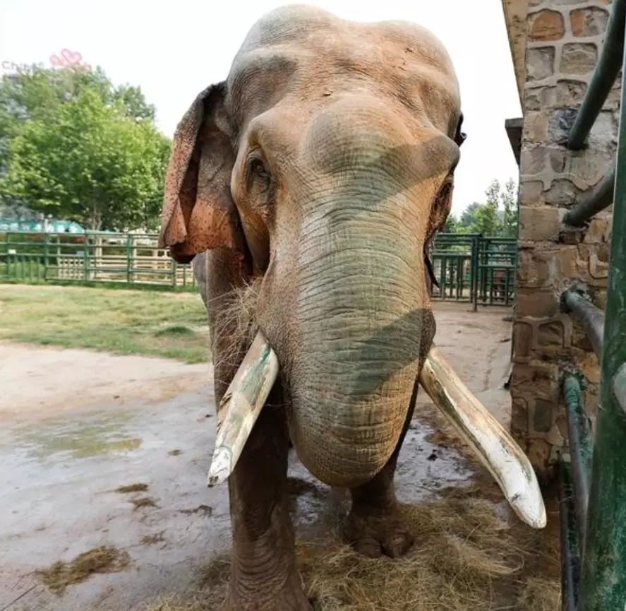 郑州市动物园当家"明星"巴布:这个年纪活成了精_大象