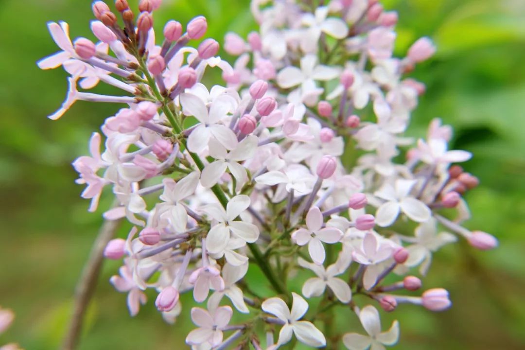 開在古代詩人筆下的丁香花有多美