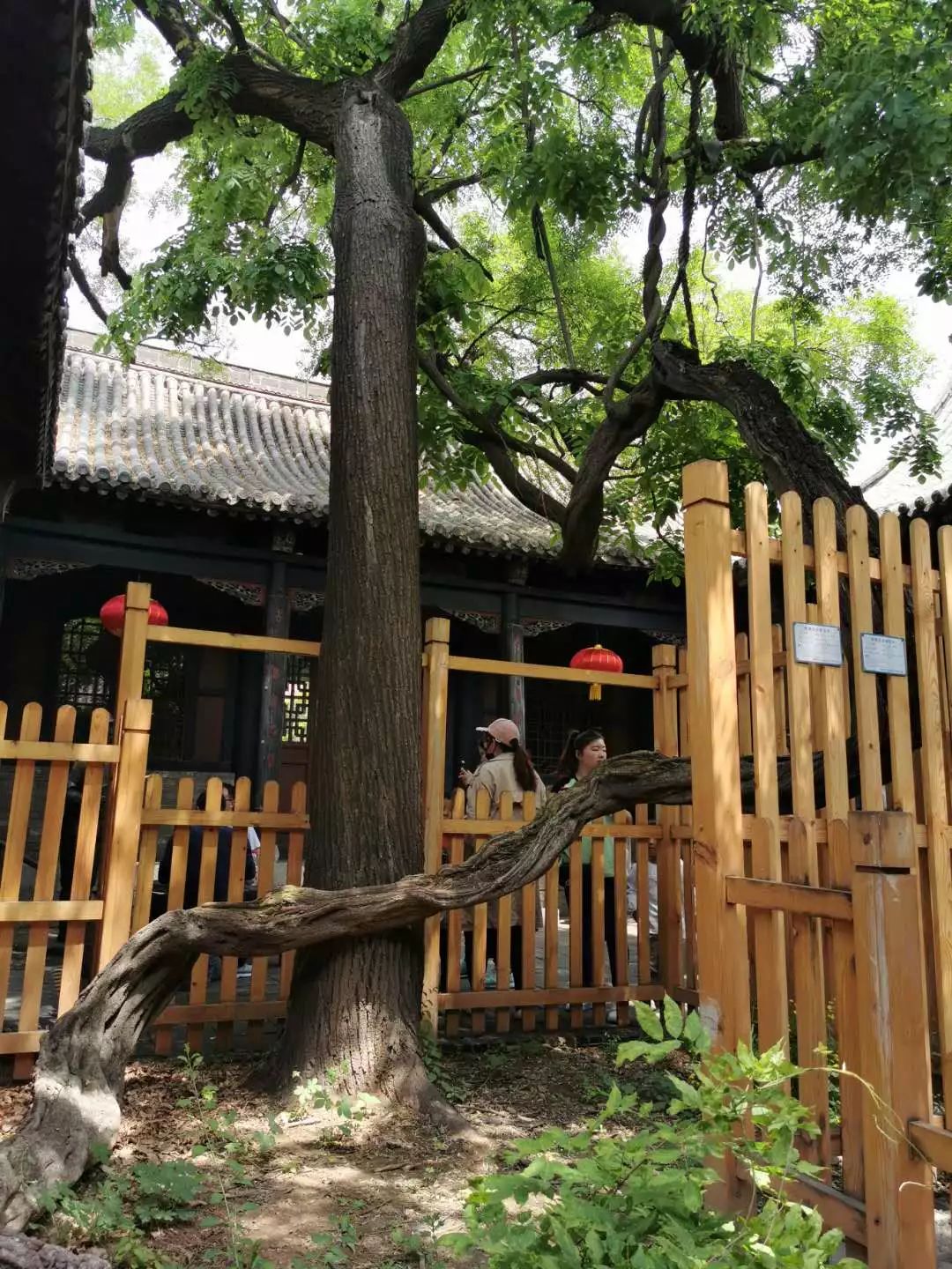 龙抱槐为马氏庄园一大奇观,位于中区西路的第三进院内.