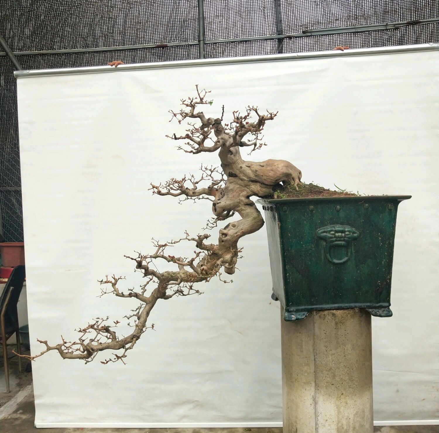 原创盆景大咖说玩盆景少不了玩根那么盆景桩头的根系造型有哪些