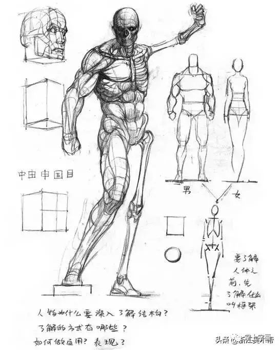 素描速寫人體結構繪畫教程:透視,比例,骨骼,肌肉,五官