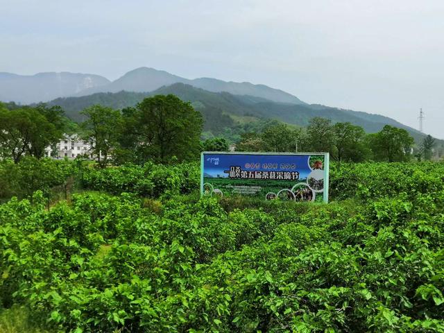 为什么要去英山"一品桑"果桑园