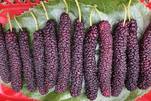 巴南桑葚树挂满毛毛虫最长可达18厘米看得直舔屏