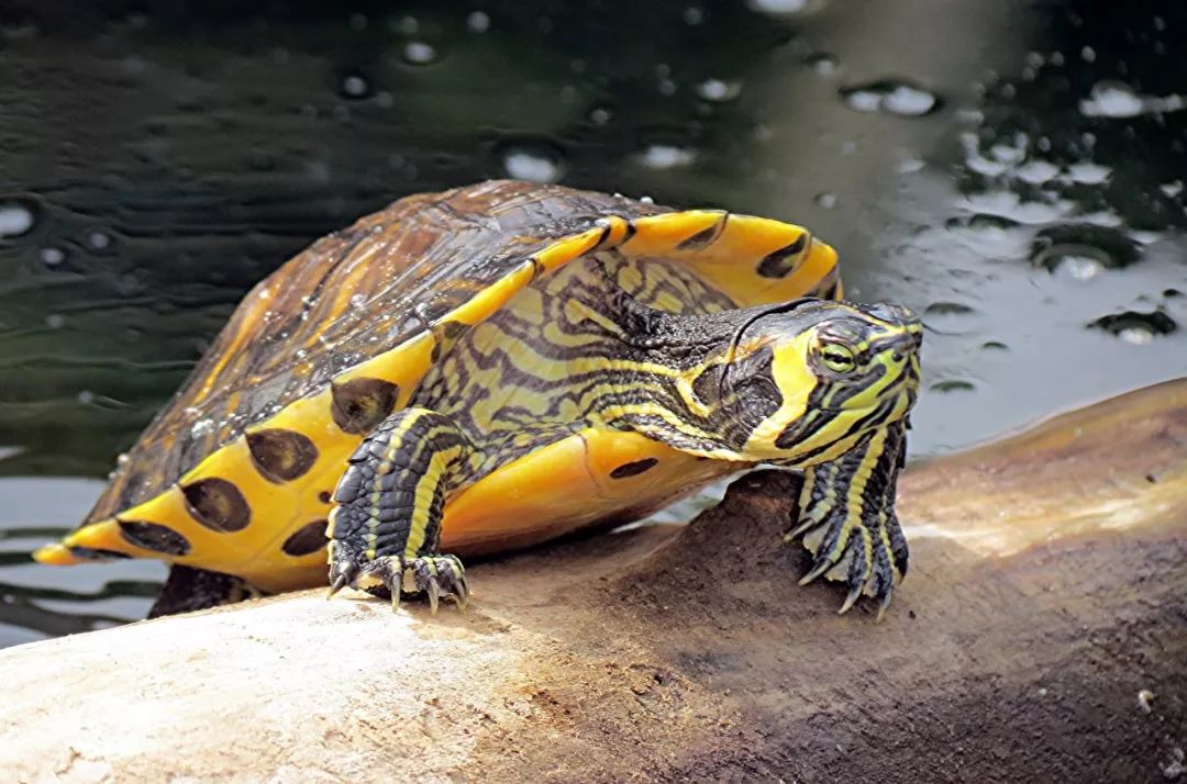 巴西彩龟野生图片