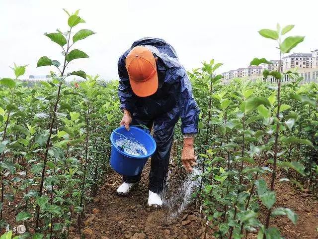 1,有機肥料有機質含量高,氮磷鉀含量低,雖說養分全面,但作物所需營養