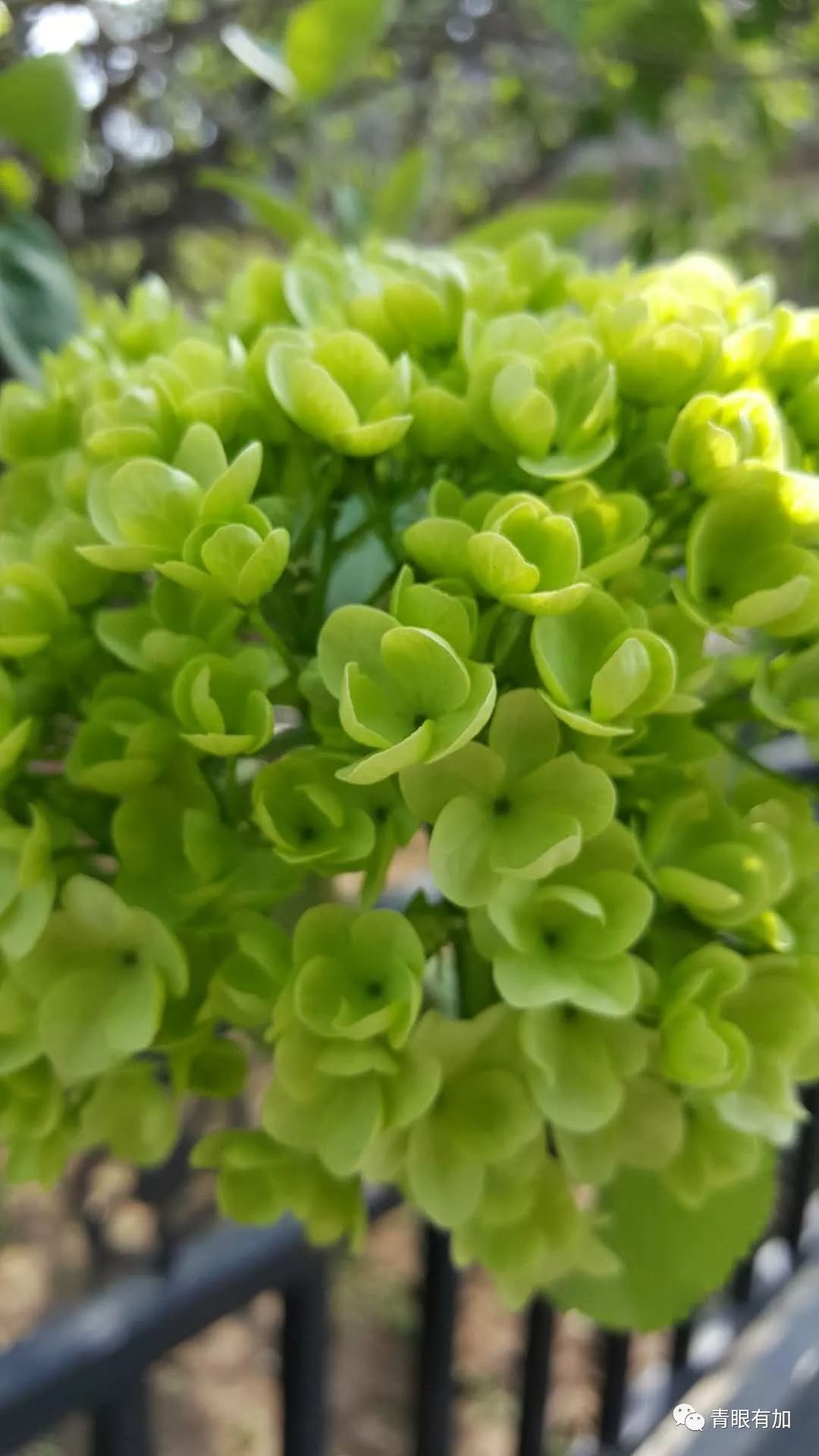 爱就一起来方城扳倒井看绣球花吧