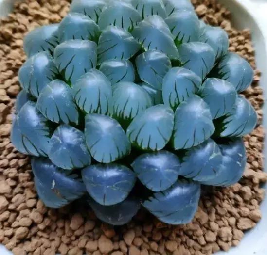 玉露叶子干瘪怎么办教你几招让它们迅速恢复状态