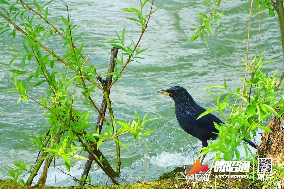 洒渔烟柳果然名不虚传五一期间又火了