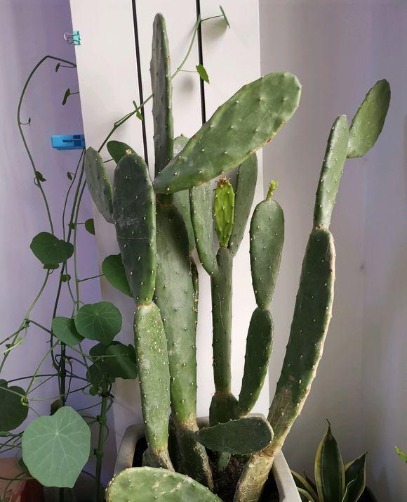 如果养仙人掌想来嫁接品种,最好选择比较肥厚的黄大刺或者是牛舌掌