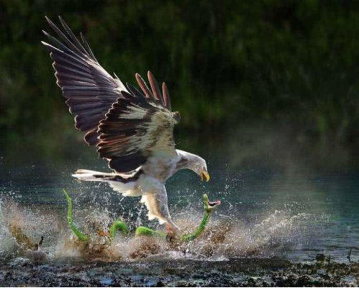 老鹰祭鸟水獭祭鱼豺狼祭兽是禽兽们在忏悔真相恰恰相反