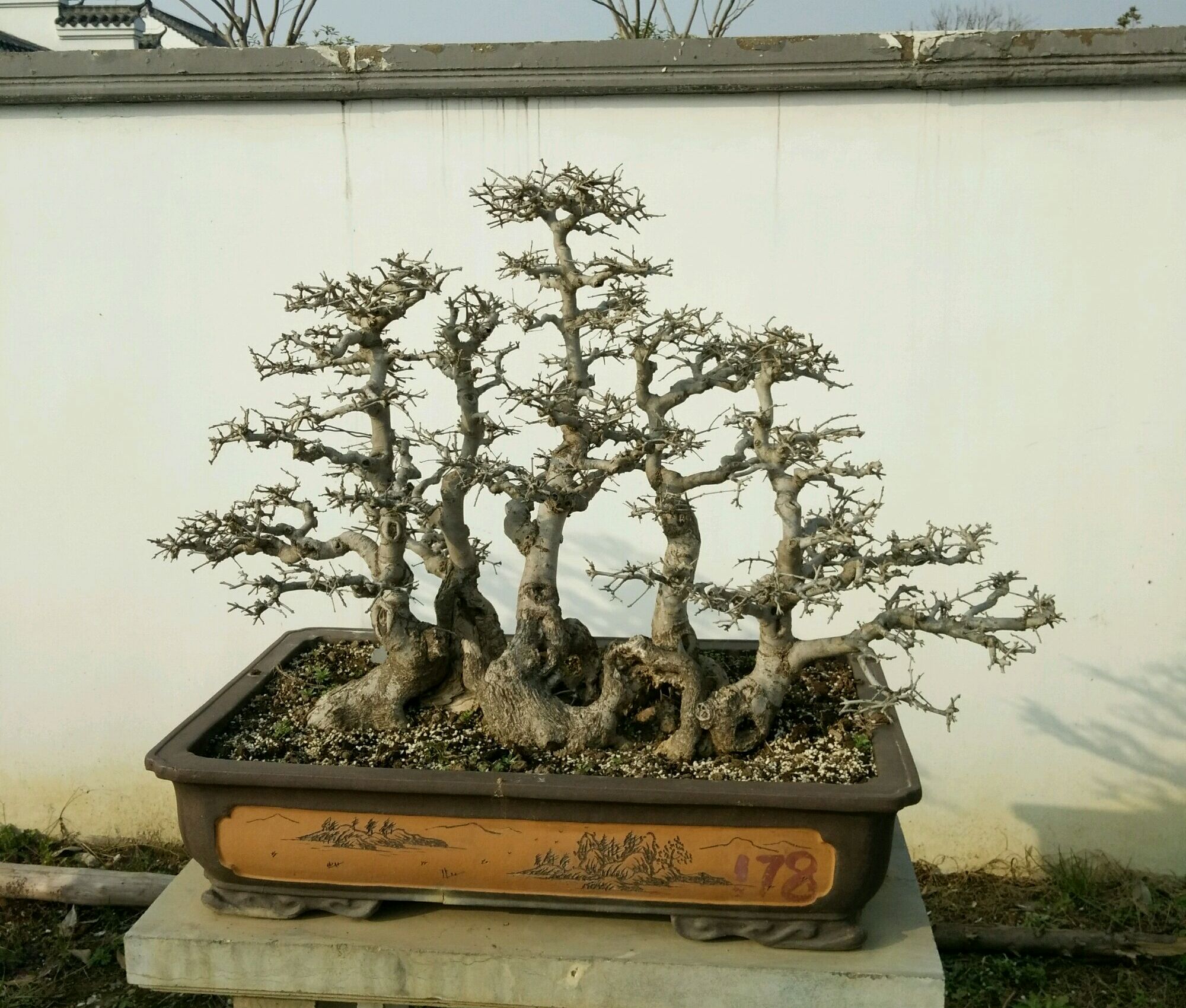 原创盆景大咖说玩盆景少不了玩根那么盆景桩头的根系造型有哪些