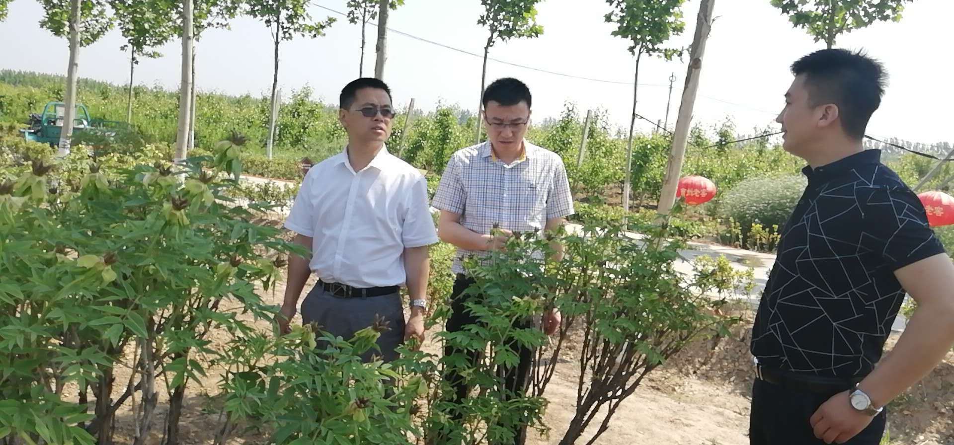 油用牡丹播种时间及办法