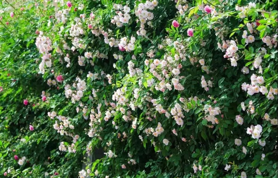 曲江新区这条蔷薇大道,美得一塌糊涂!_西安