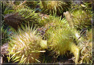 这种水生植物叫做芡实,因为其结的果实外形长的很像鸡头,所以又把它称
