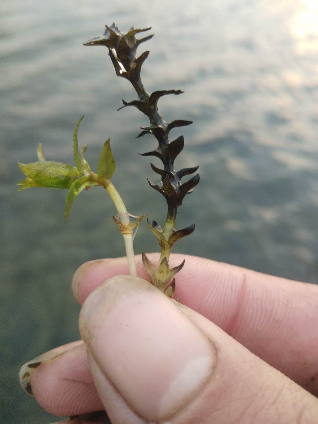 小龙虾螃蟹伊乐藻轮叶黑藻浅谈要想虾蟹好必先种好草