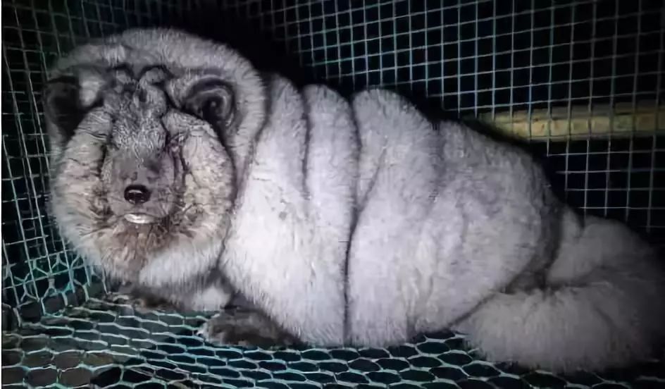 利益熏洗的养殖商人用大量的高脂食物喂养狐狸, 哪怕它们是消化系统