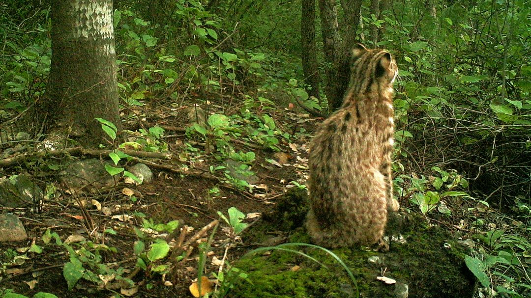 王者气质不一般!_豹猫