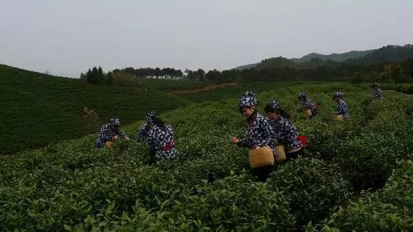 安吉白茶只採摘春茶一季,茶樹經過前一年秋冬天的休養生息,因秋冬生物