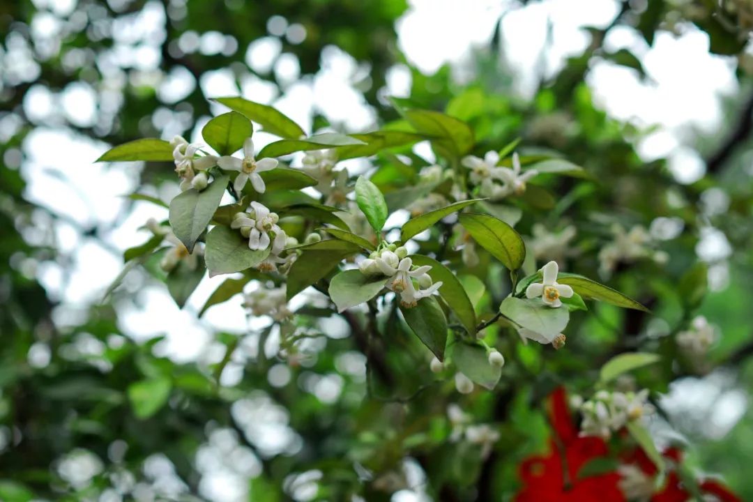宠柳娇花春意浓记忆中的香泡树