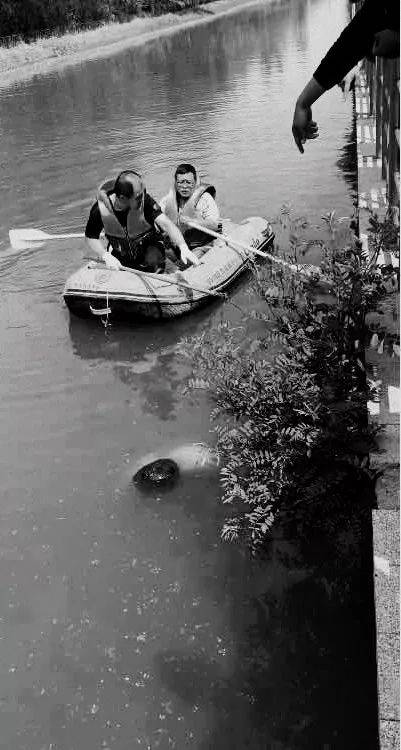 直击打捞现场!廊坊西昌路河道惊现一具男尸!