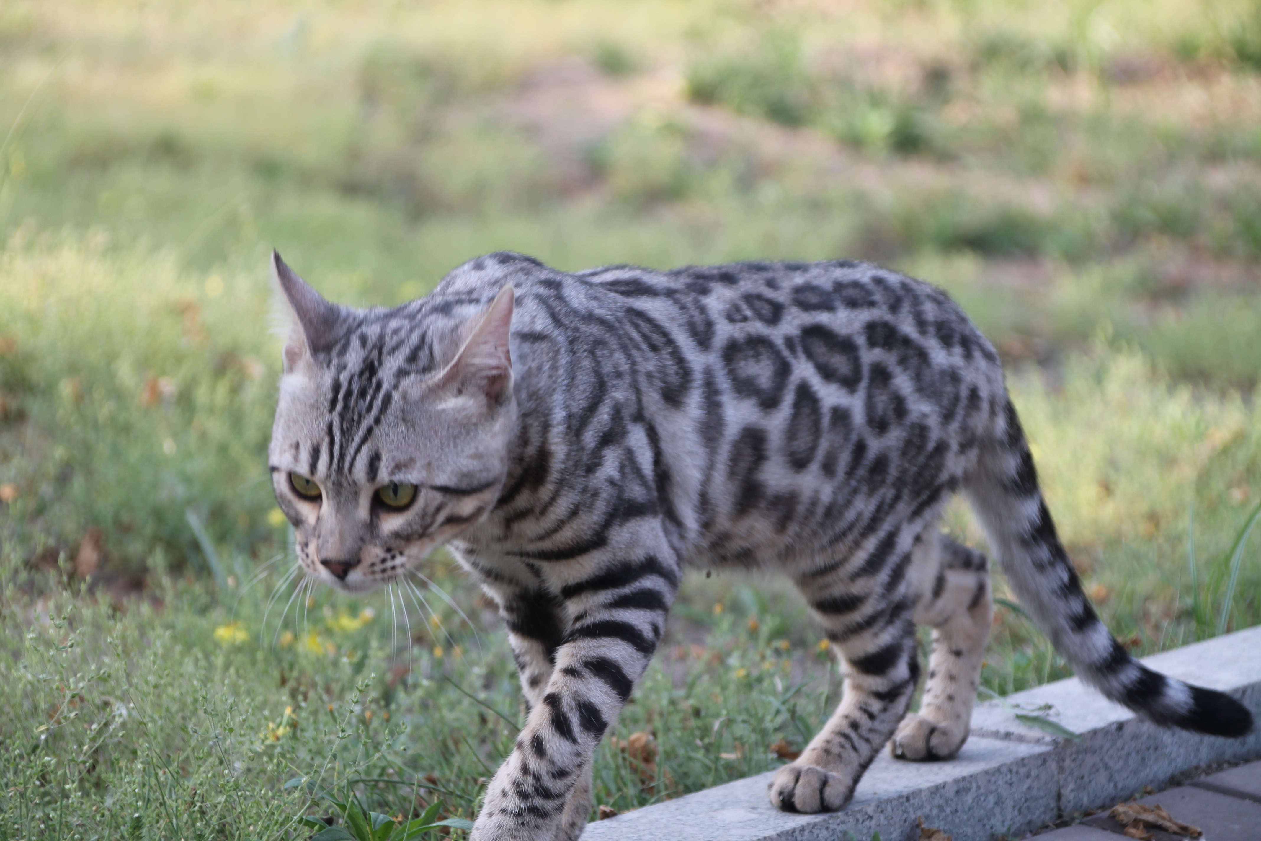 孟加拉豹猫壁纸图片