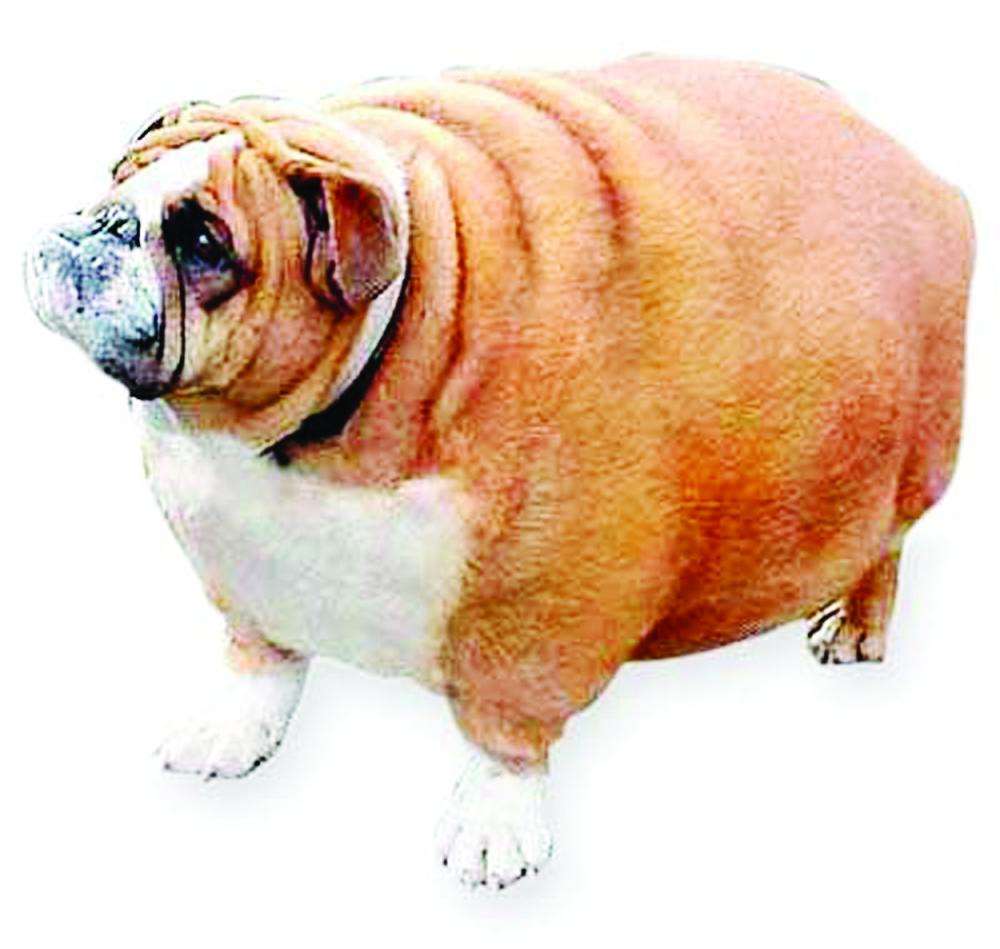 胖嘟嘟的狗品种图片