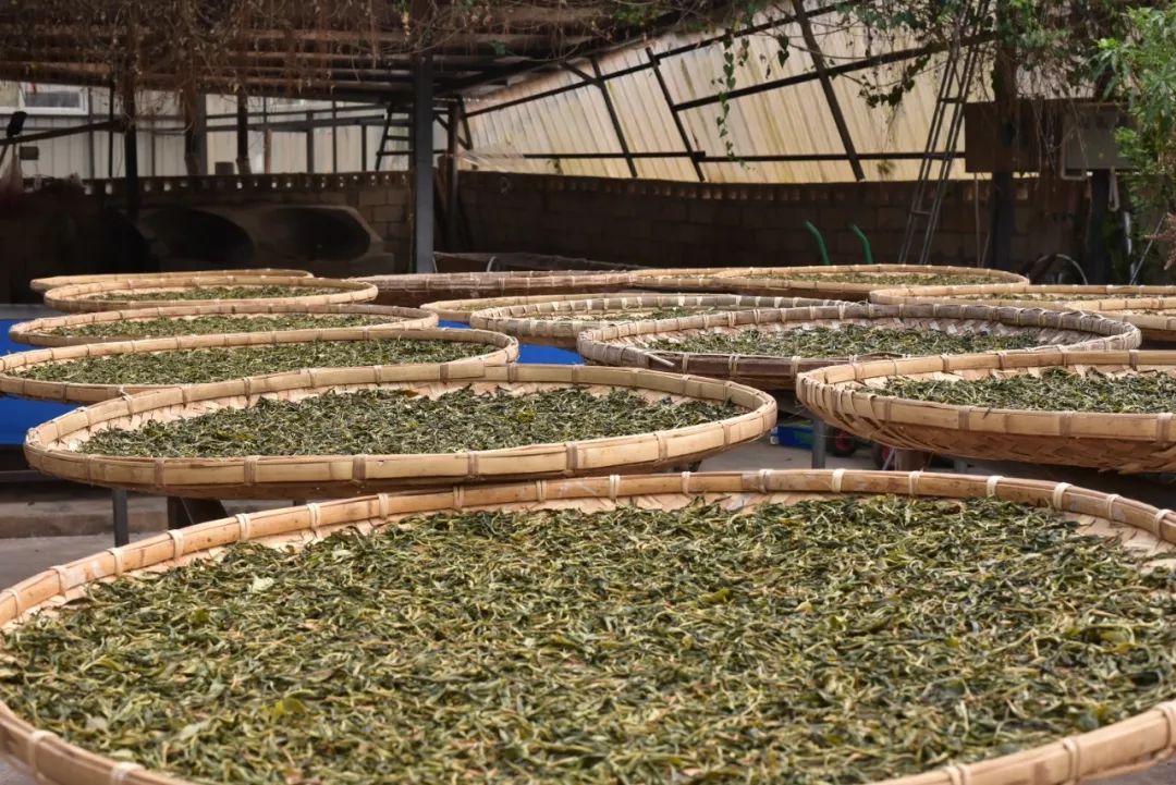 图为:普洱茶干燥干燥.