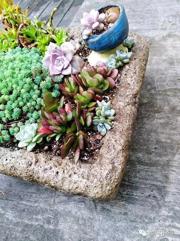 婆婆捡来烂水缸养花邻居们直笑话开花后美翻天