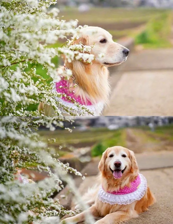 超有春日气息的金毛写真!趁着春天的小尾巴,快带狗子出门玩儿啊