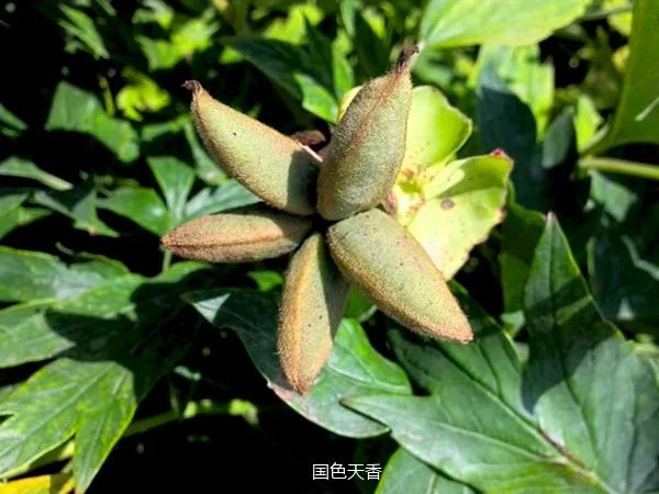 芍药果实图片图片