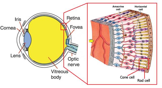 2 视椎细胞(cone cell,负责日间视力,辨别颜色.