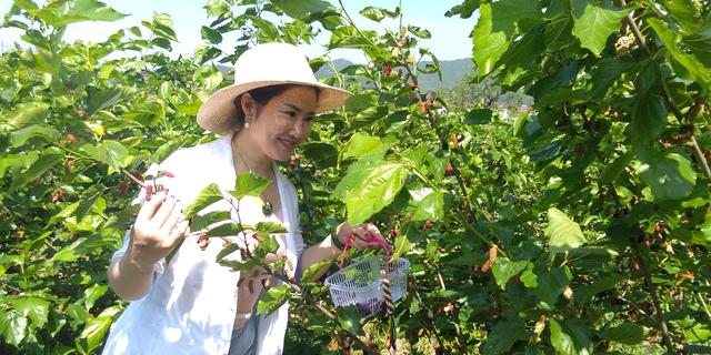 为什么要去英山"一品桑"果桑园_桑果