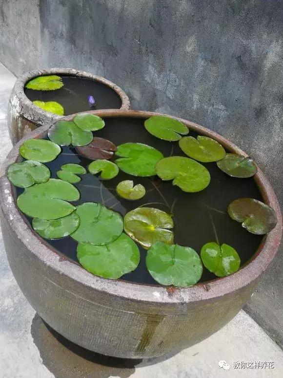 婆婆撿來爛水缸養花鄰居們直笑話開花後美翻天