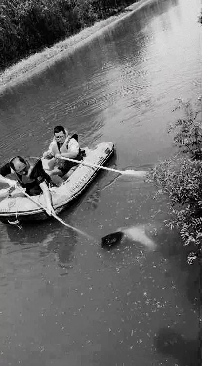 直击打捞现场!廊坊西昌路河道惊现一具男尸!