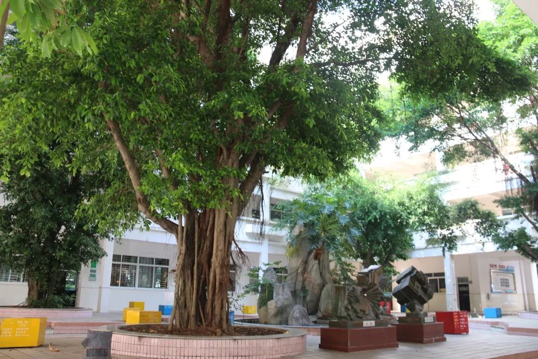 省一级学校惠州市麦地小学2019年教师招聘公告