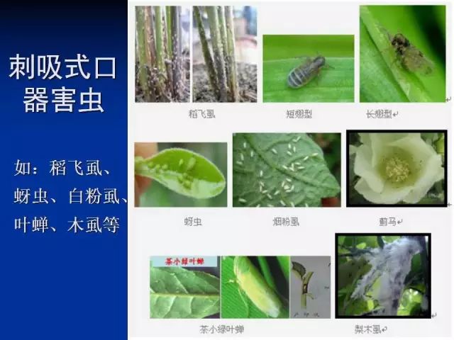 关于农业虫害,你了解哪些?