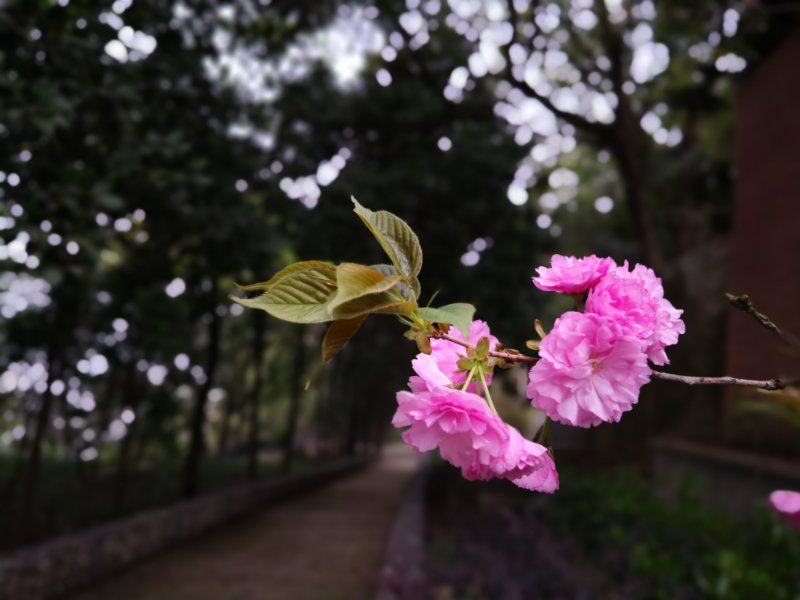 櫻花辭十首 | 林巧兒_月芽