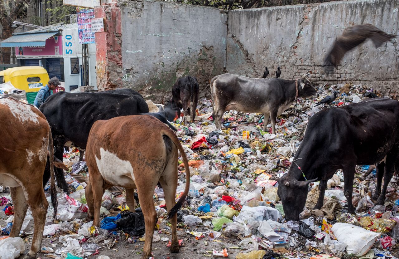 一群流浪牛,正在垃圾堆里觅食 返回搜             责任编辑
