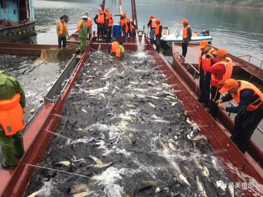 两千多人次消费升钟湖有机鱼两吨多在此特别感谢四川升钟湖尚水渔业发