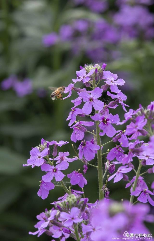 蓝香芥小苗图片图片