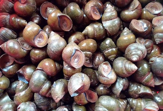 清洗田螺只加盐再加这两样东西让田螺吐沙快更干净