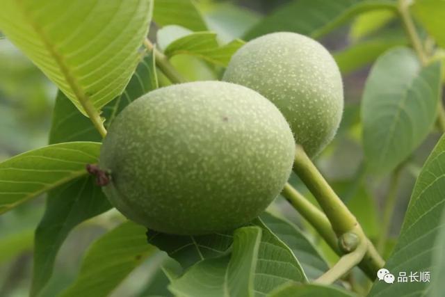 长顺四宝之小米核桃广顺州署全景长顺轻工产业园长顺县坝区农业图文