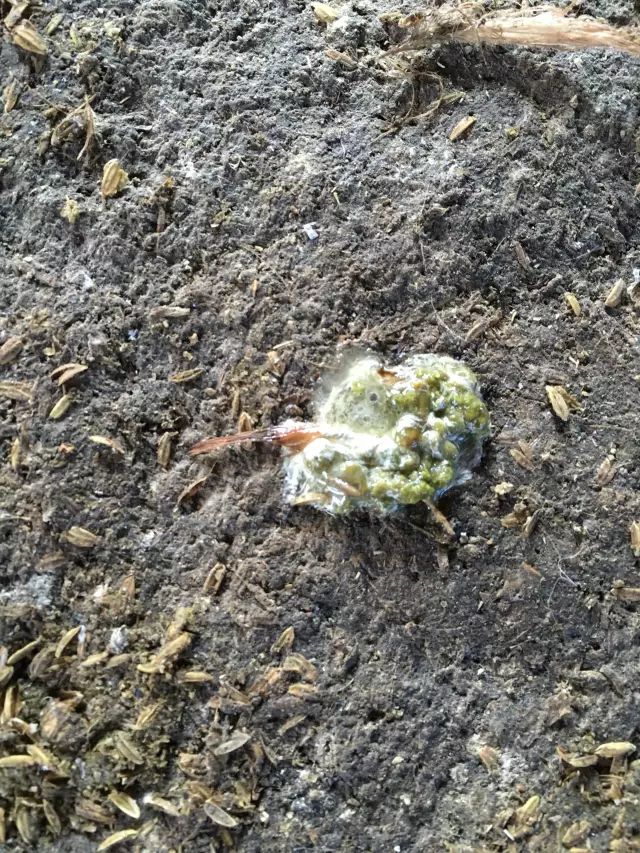 鸡的粪便就是发病的信号,通过粪便诊断疾病