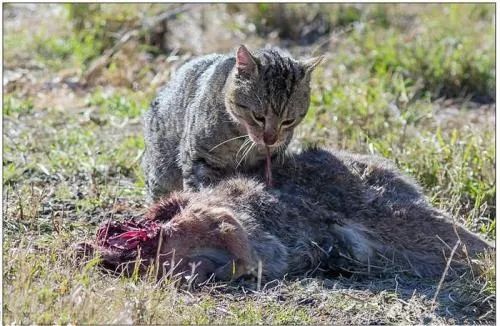 澳洲为了抢救原生物种 计划2020年前将扑杀200万只野猫_哺乳动物