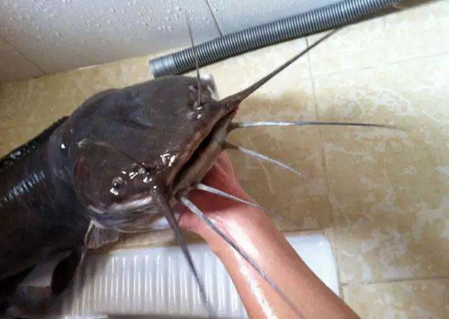 钓上25斤胡子鲶有人说此鱼吃腐蚀长大的却特别好吃