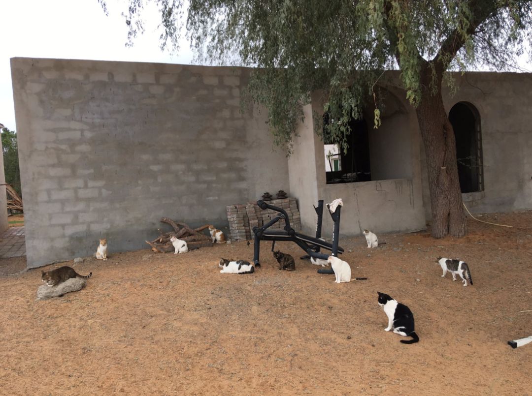 猫奴远嫁阿拉伯,于是整片沙漠都变猫咪游乐园和巨大猫砂盆!