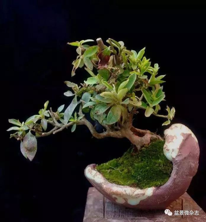 残盆异景出_盆景