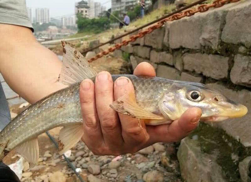 "尖嘴棒"有的地方叫漏鱼,路鱼,骨鱼等,对水质要求高,肉鲜美,药用,力道