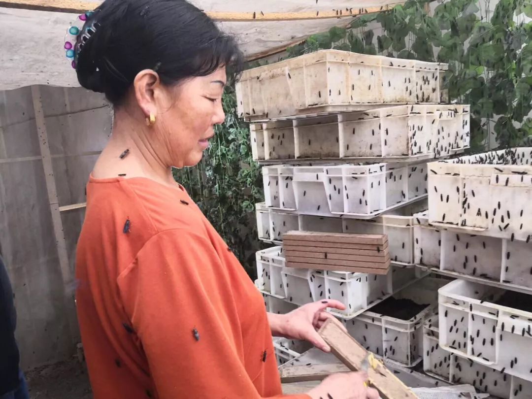 黑水虻养殖专业村,13位留守老人养黑水虻脱贫致富